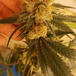 gorilla fuck clone in flower