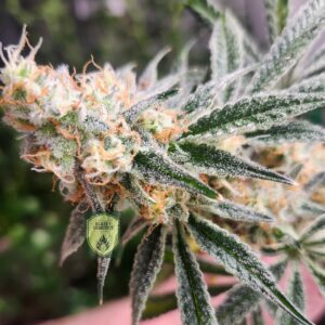 A frosty and fragrant Chimera 3 clone in bloom.