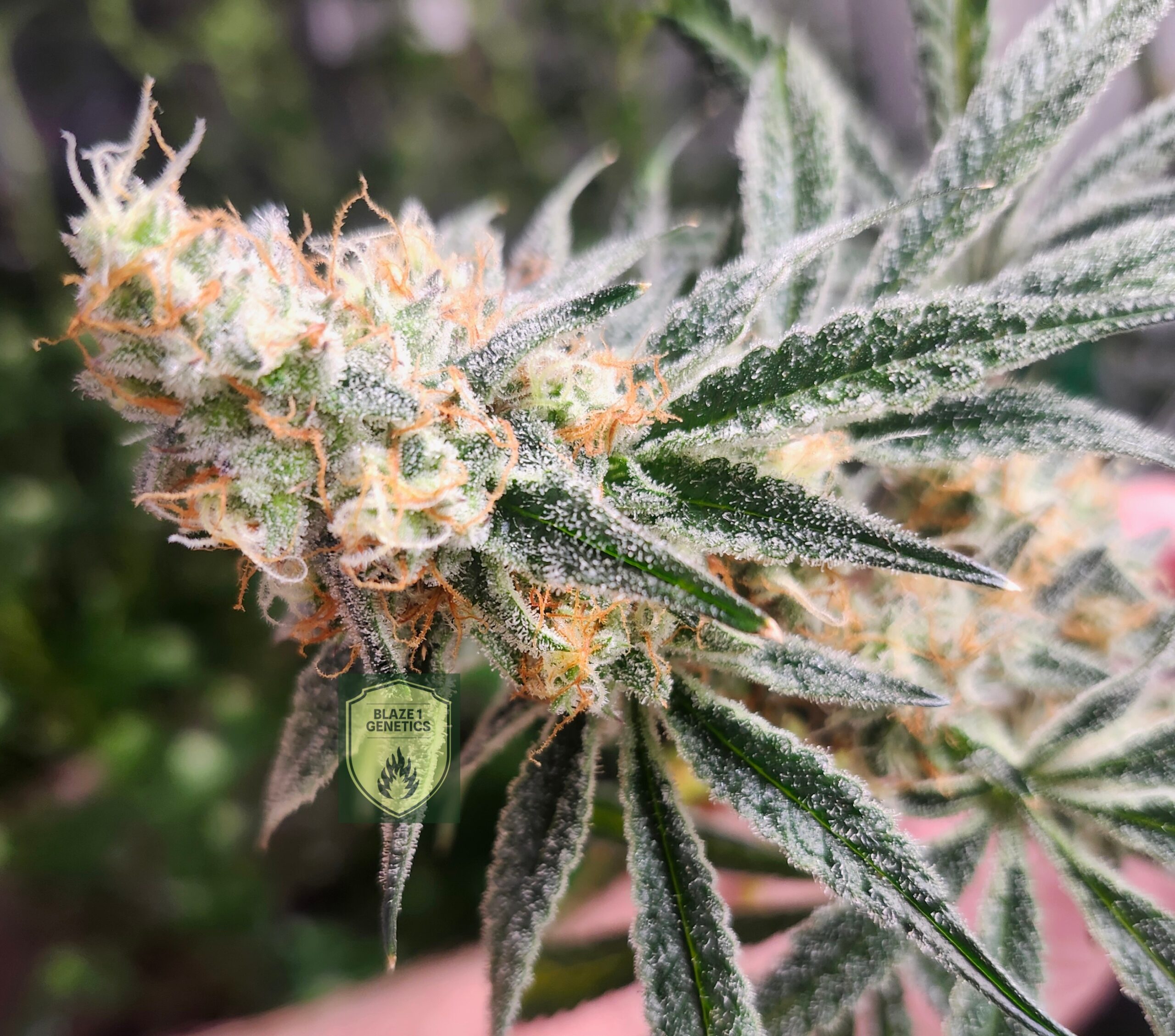 A frosty and fragrant Chimera 3 clone in bloom.