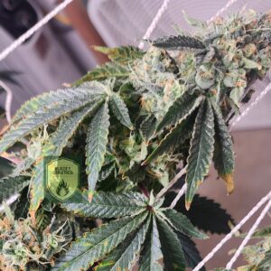 Flower of an Apple Fritter clone in bloom.