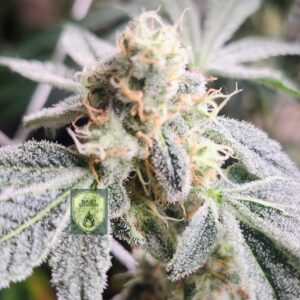 Cap Junky covered in trichomes