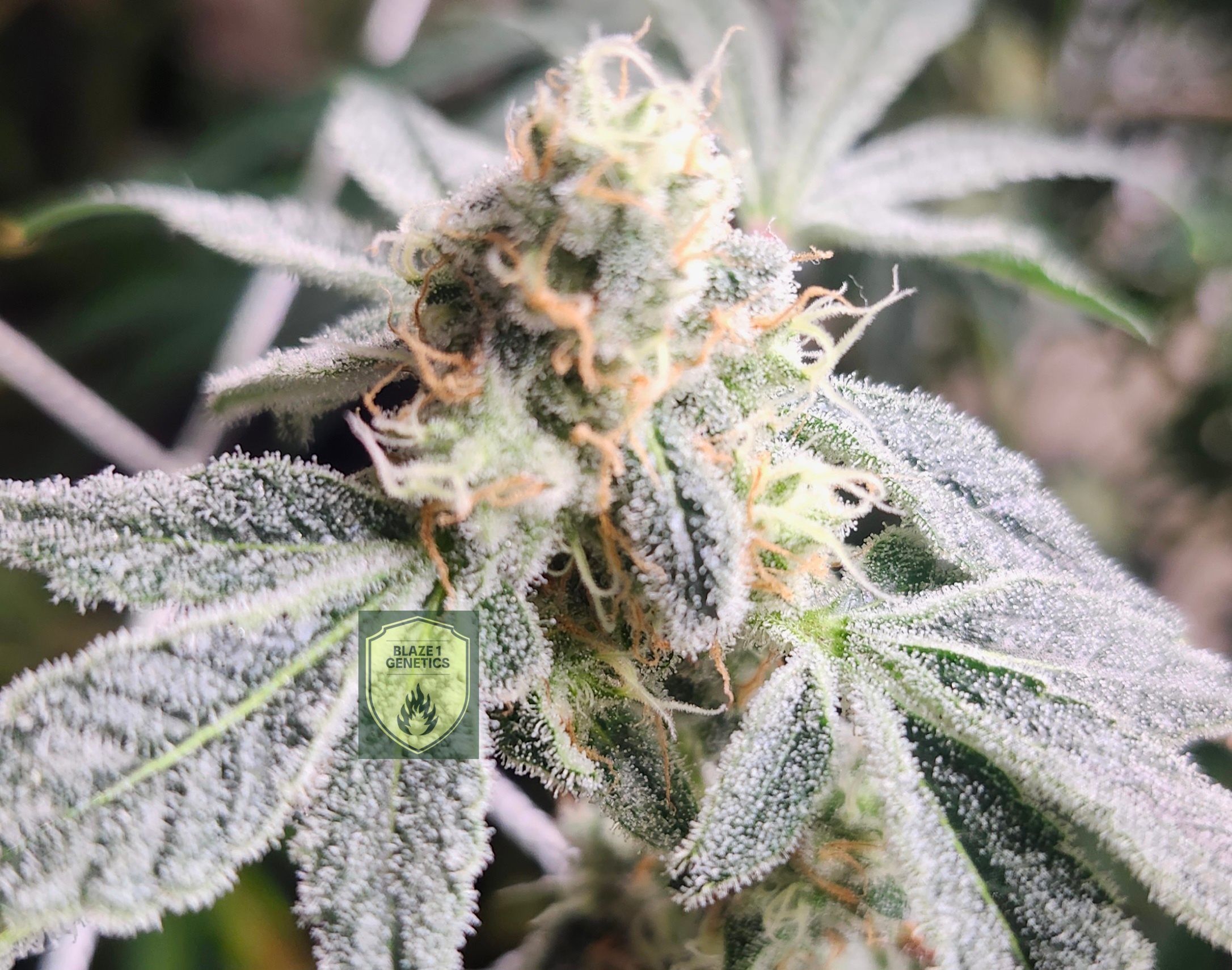 Cap Junky covered in trichomes